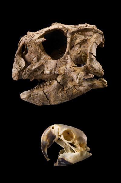 Psittacosaurus gobiensis and modern macaw